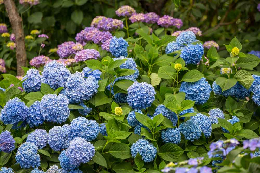 Bunkyo Hydrangea Festival