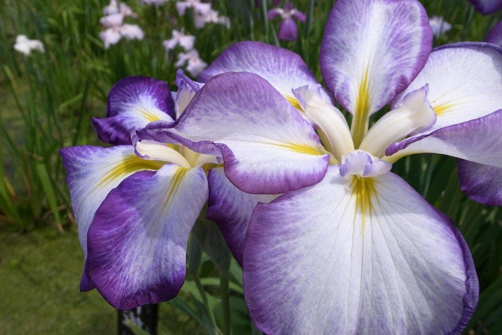 Katsushika Iris Festival
